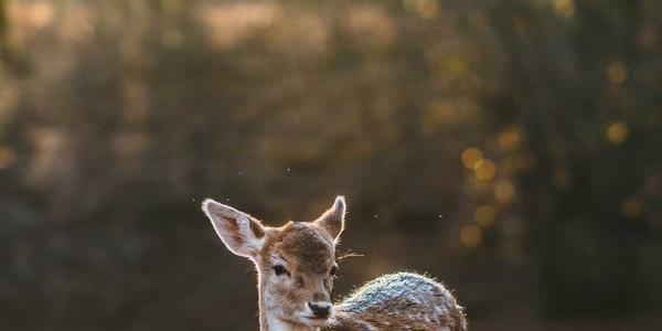 Venado en el bosque